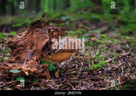 Neoboletus luridiformis. Edible mushrooms with excellent taste. Bio food. Uncultivated  fungi. Stock Photo