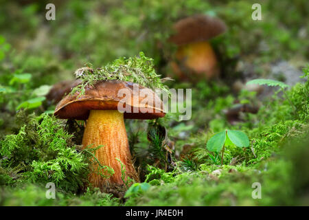 Neoboletus luridiformis. Edible mushrooms with excellent taste. Bio food. Uncultivated  fungi. Stock Photo