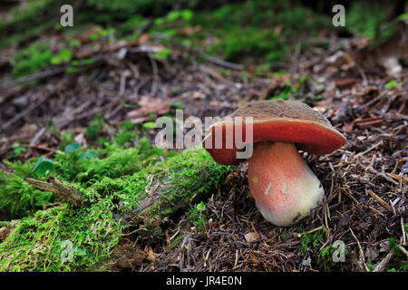 Neoboletus luridiformis. Edible mushrooms with excellent taste. Bio food. Uncultivated  fungi. Stock Photo