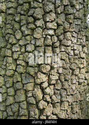 Close up of the blocky bark of a mature pear tree Stock Photo