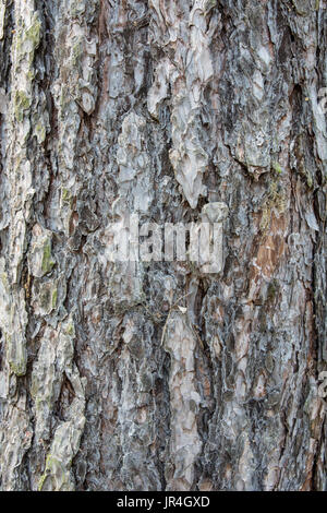 Close up of the bark of a scots pine Pinus sylvestris Stock Photo