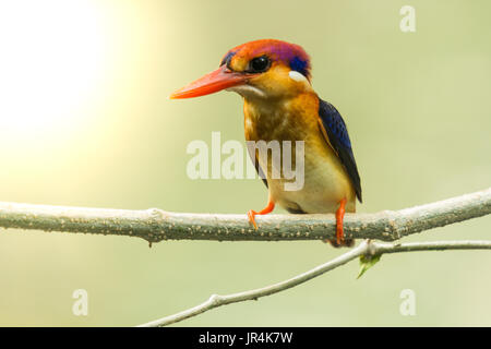 Oriental dwarf kingfisher, Black-Backed Kingfisher on the branch wait for hunting Stock Photo