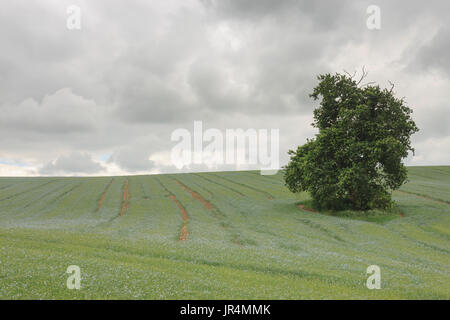 A single Oak tree in a field of Linseed. Stock Photo