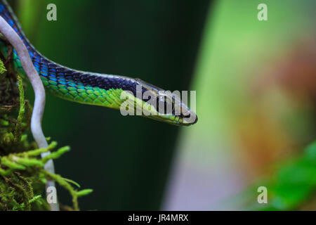 Macro of Painted bronzeback snake (Dendrelaphis pictus) Stock Photo