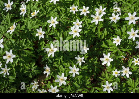 Anemone Nemorosa - Windflowers Stock Photo