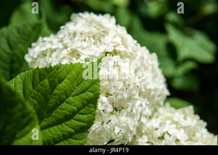 White Common Hydrangea Blossom Stock Photo