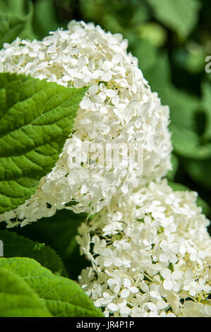 White Common Hydrangea Blossom Stock Photo