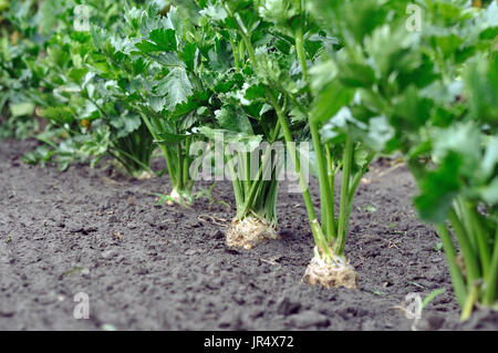 close-up of celery plantation (root vegetable) in the vegetable garden Stock Photo