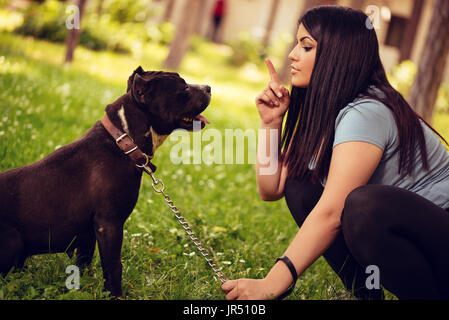 Cute stafford terrier getting a treat by his girl owner in the park. Stock Photo