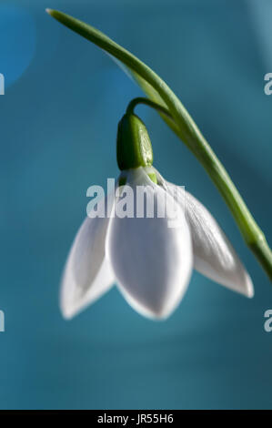 Close-up on a snowdrop spring flower. Blue Background. Shallow depth of field. Stock Photo