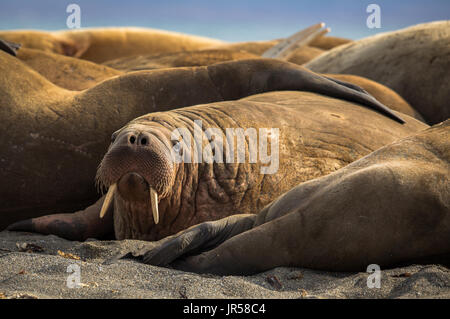 Walrus in a group of walruses on Prins Karls Forland, Svalbard Stock Photo