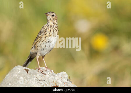 The tree pipit (Anthus trivialis) is a small passerine bird which breeds across most of Europe. It is a long-distance migrant Stock Photo