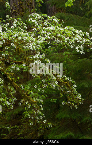 Pacific dogwood at Delta Campground, Willamette National Forest, Oregon Stock Photo