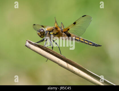 4 spotted chaser dragonfly landing on reed perch Stock Photo