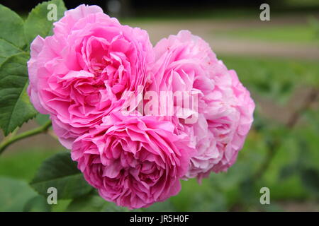 Rosa 'Louise Odier', an old, bourbon rose, in full bloom in an English garden border in summer (June), UK Stock Photo