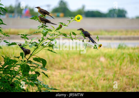 Great-tailed Grackle fledglings, Quiscalus mexicanus, and a female adult Grackle perched on a sunflower plant,Helianthus annuus, in Oklahoma, USA. Stock Photo