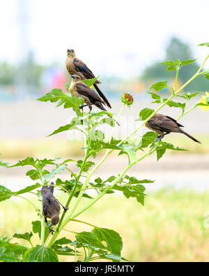 An adult  female  parent Great-tailed Grackle, Quiscalus mexicanus, with yellow eyes, perched on sunflowers with her fledgling young. Oklahoma, USA. Stock Photo