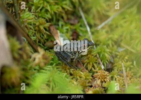 Lithobates clamitans on a sphagnum hummock. Stock Photo