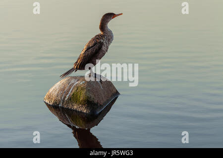 A juvenile double-crested cormorant (Phalacrocorax auritus albociliatus) was drying out its feathers under morning sun after dives. Stock Photo
