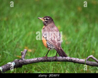 Robin standing on arched branch on ground in the grass Stock Photo