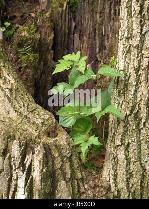 Sapling growing inside of trunk of large dead hollow tree Stock Photo