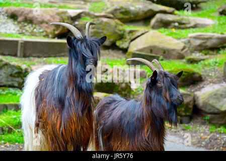 Family mountain goats in park Stock Photo