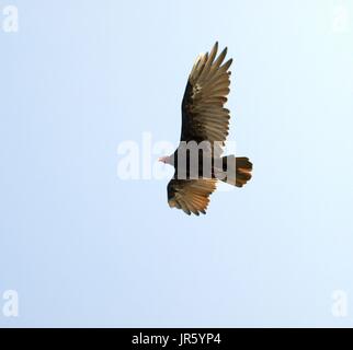 Turkey buzzard soaring in air against light blue sky backdrop Stock Photo