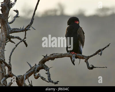 Bateleur (Terathopius ecaudatus), perched on a branch of a dea tree against a hilly backdrop, dawn Stock Photo