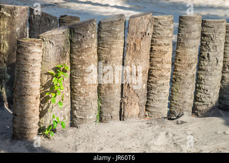 palm tree trunk wood fence in rainforest beach in Brazil Stock Photo