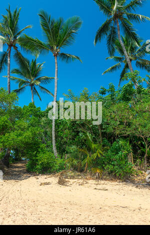 Coconut palm tree view from the beach bottom floor to high up Stock Photo
