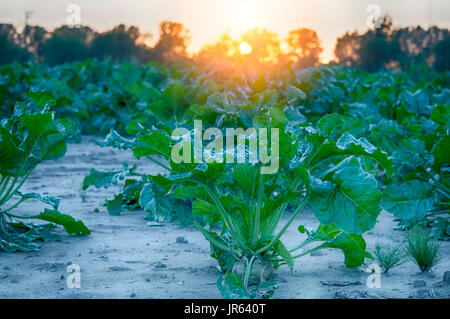 a sugar beet in row close up Stock Photo