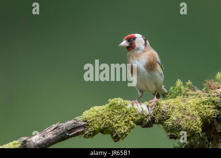 A male goldfinch perched on a moss lichen covered branch looking to the left in  inquisitive alert pose Stock Photo