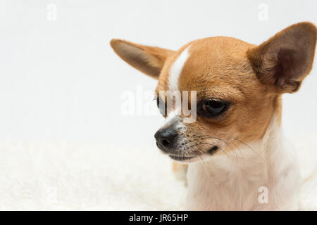 cute tan and white Chihuahua puppy on a white background Stock Photo