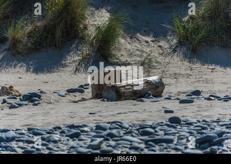 two large logs on the sand in front of the sand dunes, large pebble stones can be seen in the foreground Stock Photo