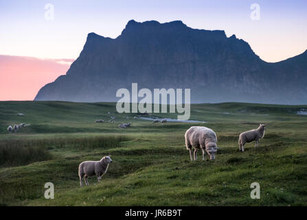 Lot of lambs pastures in meadow at summer night in Lofoten, Norway Stock Photo