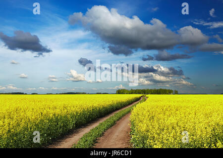 Landscape with blossoming field and road Stock Photo