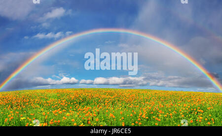 Landscape with blossoming field and rainbow Stock Photo