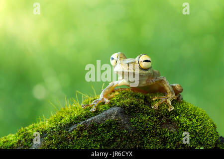 Tree frog sitting on moss covered rock, Indonesia Stock Photo