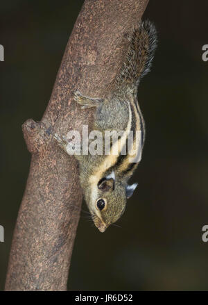 Himalayan Striped Squirrel (Tamiops mcclellandii) descending a branch, Kaeng Krachan, Thailand Stock Photo