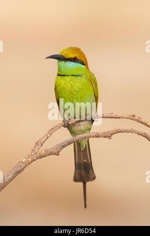 Green Bee-eater (Merops orientalis) on a branch, Sam Roi Yot, Thailand Stock Photo