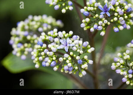 Dichroa febrifuga flowers. Stock Photo