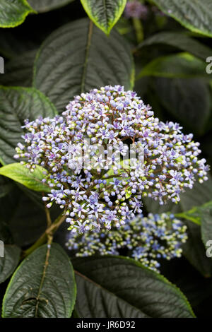 Dichroa febrifuga flowers. Stock Photo