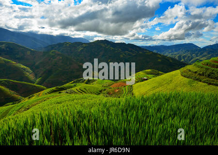 Terraced rice field, Mu Chang Chai, Vietnam Stock Photo