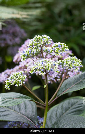 Dichroa febrifuga flowers. Stock Photo