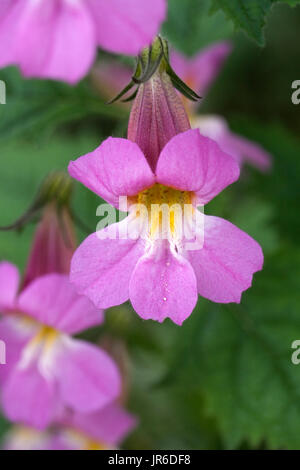 Rehmannia elata flowers. Stock Photo