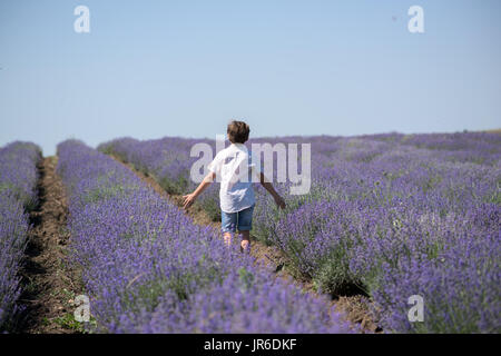Boy running through a lavender field with arms outstretched Stock Photo