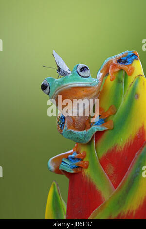 Butterfly sitting on a Javan tree frog on a flower, Indonesia Stock Photo
