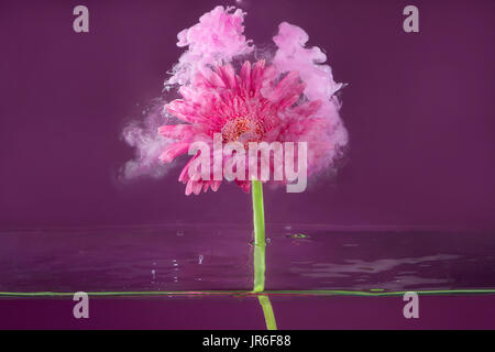 Pink gerbera flower in water with acrylic paint Stock Photo