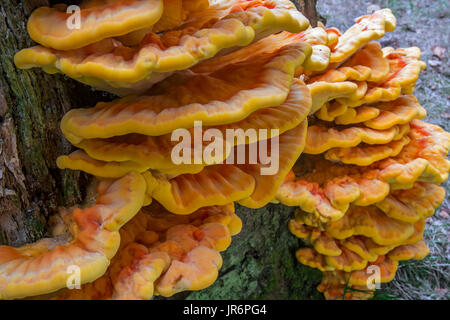 Chicken-of-the-woods / crab-of-the-woods / sulphur polypore / sulphur shelf (Laetiporus sulphureus) growing on tree stump in forest in summer Stock Photo