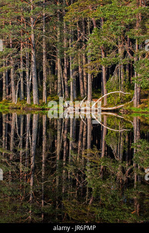 Scots pine trees on the shore of Loch Garten, reflected in water, Abernethy Forest, remnant of the Caledonian Forest in Strathspey, Scotland, UK Stock Photo